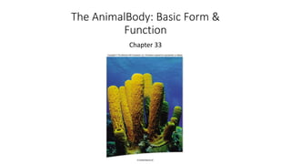 The AnimalBody: Basic Form &
Function
Chapter 33
 