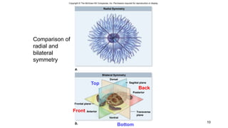 Copyright © The McGraw-Hill Companies, Inc. Permission required for reproduction or display.
a.
Radial Symmetry
b.
Bilateral Symmetry
Ventral
Dorsal
Frontal plane
Sagittal plane
Anterior
Posterior
Transverse
plane
10
Top
Bottom
Back
Front
Comparison of
radial and
bilateral
symmetry
 