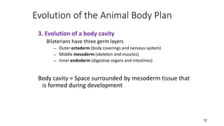 12
Evolution of the Animal Body Plan
3. Evolution of a body cavity
Bilaterians have three germ layers
̶ Outer ectoderm (body coverings and nervous system)
̶ Middle mesoderm (skeleton and muscles)
̶ Inner endoderm (digestive organs and intestines)
Body cavity = Space surrounded by mesoderm tissue that
is formed during development
 
