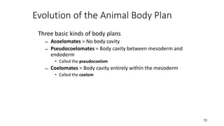 13
Evolution of the Animal Body Plan
Three basic kinds of body plans
̶ Acoelomates = No body cavity
̶ Pseudocoelomates = Body cavity between mesoderm and
endoderm
• Called the pseudocoelom
̶ Coelomates = Body cavity entirely within the mesoderm
• Called the coelom
 