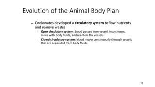 15
Evolution of the Animal Body Plan
̶ Coelomates developed a circulatory system to flow nutrients
and remove wastes
̶ Open circulatory system: blood passes from vessels into sinuses,
mixes with body fluids, and reenters the vessels
̶ Closed circulatory system: blood moves continuously through vessels
that are separated from body fluids
 