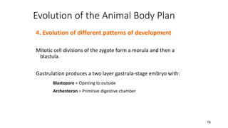 16
Evolution of the Animal Body Plan
4. Evolution of different patterns of development
Mitotic cell divisions of the zygote form a morula and then a
blastula.
Gastrulation produces a two layer gastrula-stage embryo with:
Blastopore = Opening to outside
Archenteron = Primitive digestive chamber
 