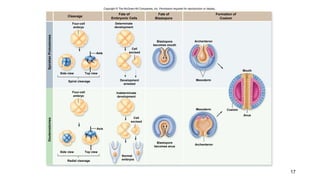 Copyright © The McGraw-Hill Companies, Inc. Permission required for reproduction or display.
Cleavage
Fate of
Embryonic Cells
Fate of
Blastopore
Formation of
Coelom
Four-cell
embryo
Determinate
development
SpiralianProtostomesDeuterostomes Cell
excised
Development
arrested
Indeterminate
development
Cell
excised
Axis
Side view Top view
Four-cell
embryo
Side view Top view
Radial cleavage
Normal
embryos
Blastopore
becomes mouth
Blastopore
becomes anus
Archenteron
Mesoderm
Mesoderm
Archenteron
Mouth
Coelom
Anus
Axis
Axis
Spiral cleavage
17
 