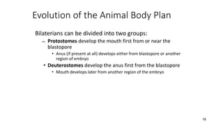 18
Evolution of the Animal Body Plan
Bilaterians can be divided into two groups:
̶ Protostomes develop the mouth first from or near the
blastopore
• Anus (if present at all) develops either from blastopore or another
region of embryo
• Deuterostomes develop the anus first from the blastopore
• Mouth develops later from another region of the embryo
 