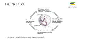 Figure 33.21
• The birth of a human infant is the result of positive feedback.
 