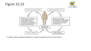 Figure 33.23
• The body is able to regulate temperature in response to signals from the nervous system.
 