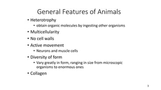 • Heterotrophy
• obtain organic molecules by ingesting other organisms
• Multicellularity
• No cell walls
• Active movement
• Neurons and muscle cells
• Diversity of form
• Vary greatly in form, ranging in size from microscopic
organisms to enormous ones
• Collagen
3
General Features of Animals (cont.)
 