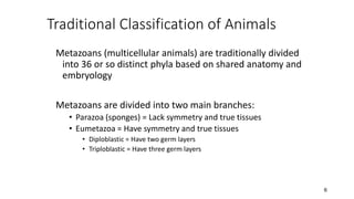 6
Traditional Classification of Animals
Metazoans (multicellular animals) are traditionally divided
into 36 or so distinct phyla based on shared anatomy and
embryology
Metazoans are divided into two main branches:
• Parazoa (sponges) = Lack symmetry and true tissues
• Eumetazoa = Have symmetry and true tissues
• Diploblastic = Have two germ layers
• Triploblastic = Have three germ layers
 