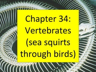 Chapter 34: Vertebrates (sea squirts through birds) 