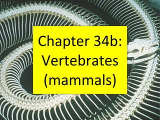 Chapter 34b: Vertebrates (mammals) 