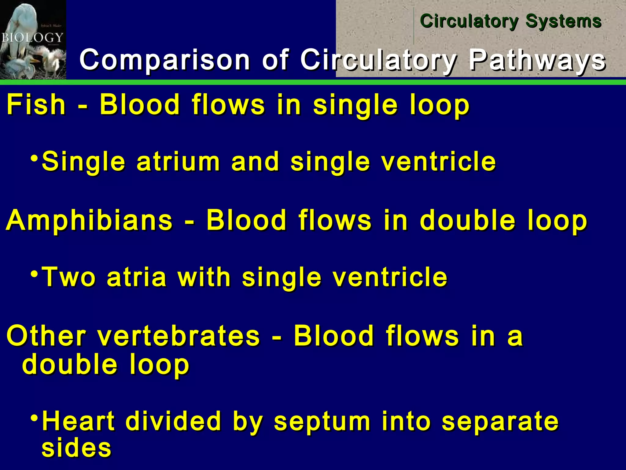 10
Circulatory SystemsCirculatory Systems
Comparison of Circulatory PathwaysComparison of Circulatory Pathways
Fish - Blood flows in single loopFish - Blood flows in single loop
Single atrium and single ventricleSingle atrium and single ventricle
Amphibians - Blood flows in double loopAmphibians - Blood flows in double loop
Two atria with single ventricleTwo atria with single ventricle
Other vertebrates - Blood flows in aOther vertebrates - Blood flows in a
double loopdouble loop
Heart divided by septum into separateHeart divided by septum into separate
sidessides
 