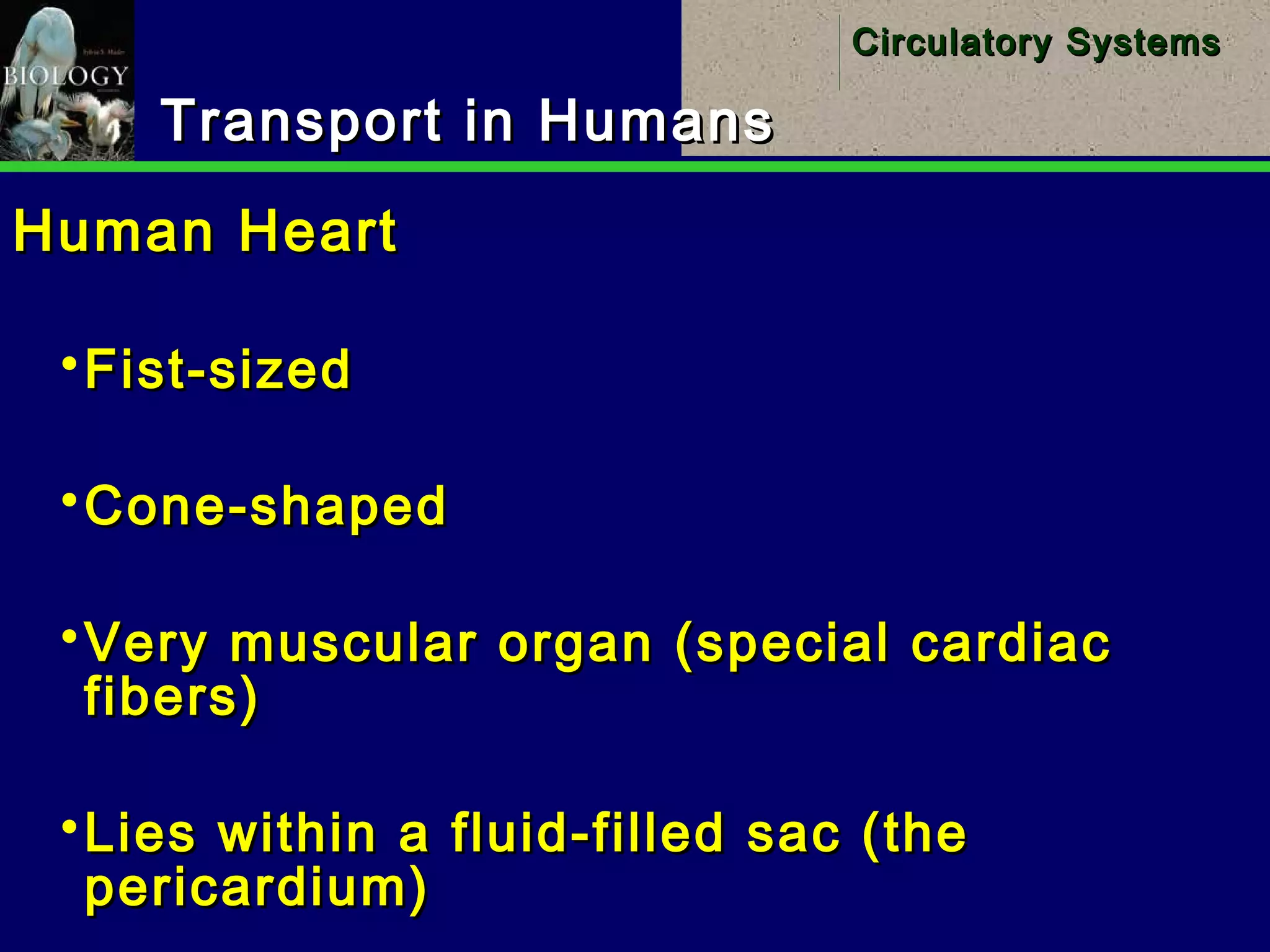 11
Circulatory SystemsCirculatory Systems
Transport in HumansTransport in Humans
Human HeartHuman Heart
Fist-sizedFist-sized
Cone-shapedCone-shaped
Very muscular organ (special cardiacVery muscular organ (special cardiac
fibers)fibers)
Lies within a fluid-filled sac (theLies within a fluid-filled sac (the
pericardium)pericardium)
 