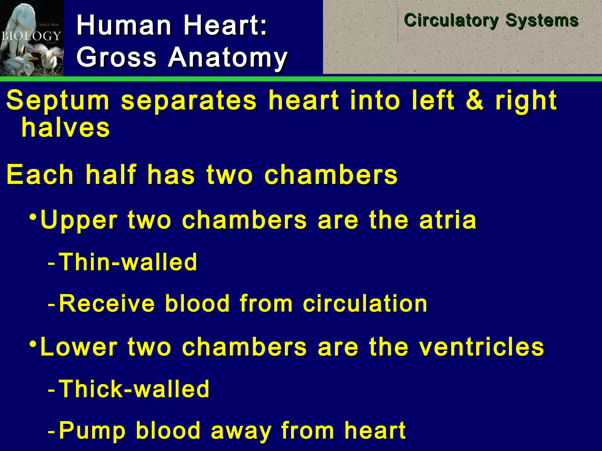 12
Circulatory SystemsCirculatory Systems
Human Heart:Human Heart:
Gross AnatomyGross Anatomy
Septum separates heart into left & rightSeptum separates heart into left & right
halveshalves
Each half has two chambersEach half has two chambers
Upper two chambers are the atriaUpper two chambers are the atria
­ Thin-walledThin-walled
­ Receive blood from circulationReceive blood from circulation
Lower two chambers are the ventriclesLower two chambers are the ventricles
­ Thick-walledThick-walled
­ Pump blood away from heartPump blood away from heart
 