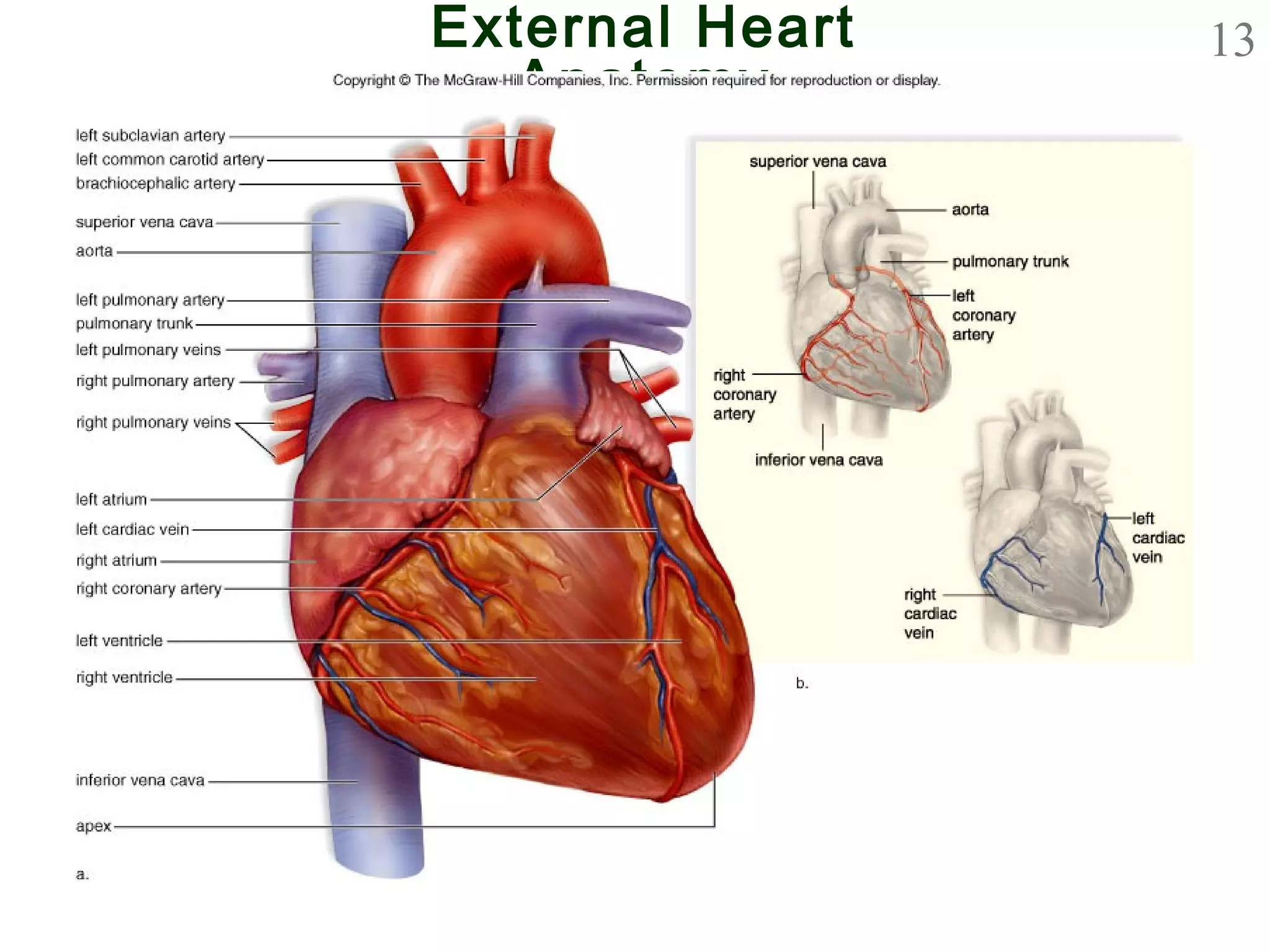 13External Heart
Anatomy
 