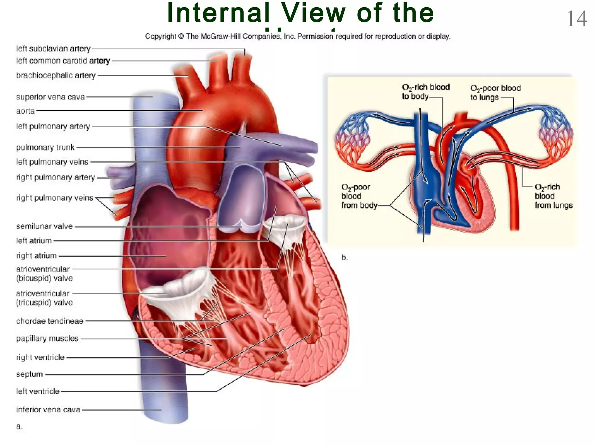14Internal View of the
Heart
 