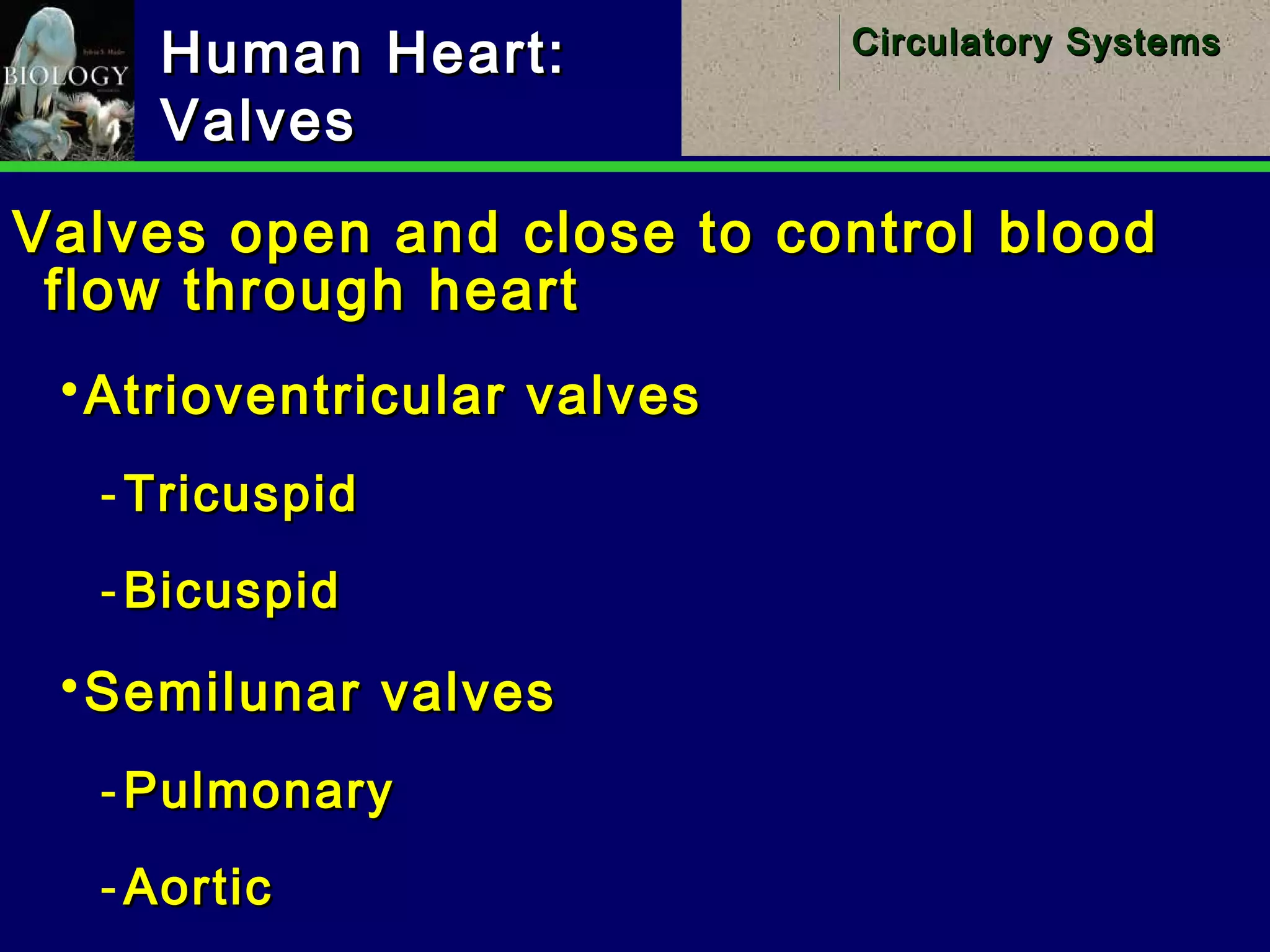 15
Circulatory SystemsCirculatory Systems
Human Heart:Human Heart:
ValvesValves
Valves open and close to control bloodValves open and close to control blood
flow through heartflow through heart
Atrioventricular valvesAtrioventricular valves
­ TricuspidTricuspid
­ BicuspidBicuspid
Semilunar valvesSemilunar valves
­ PulmonaryPulmonary
­ AorticAortic
 