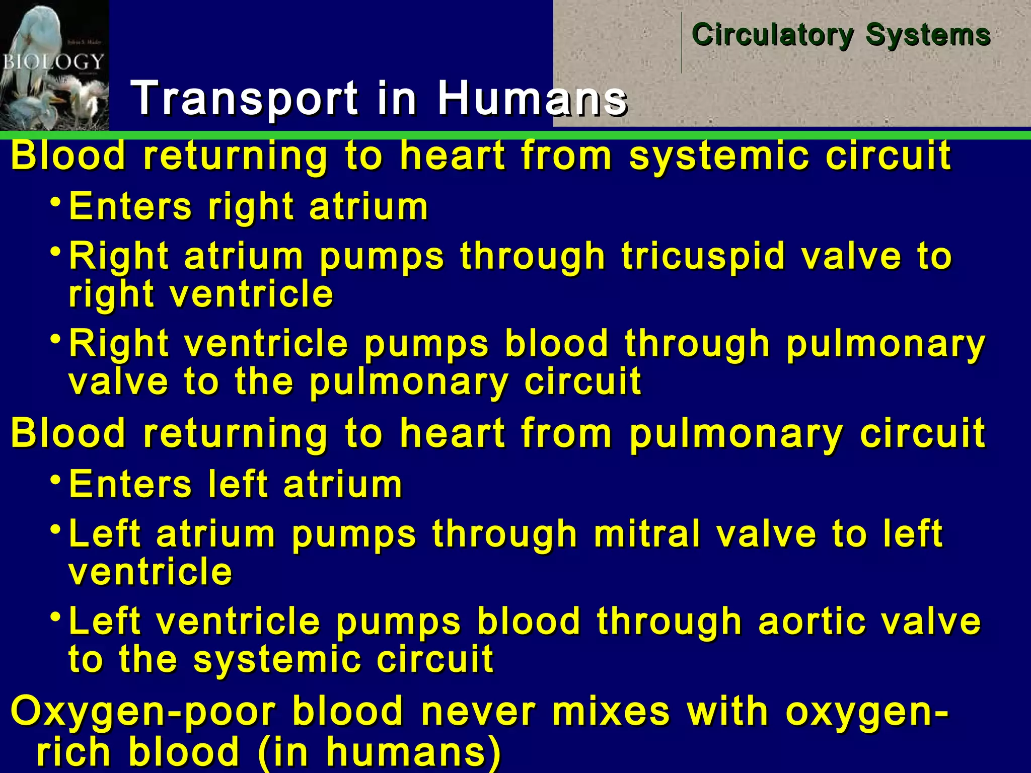 16
Circulatory SystemsCirculatory Systems
Transport in HumansTransport in Humans
Blood returning to heart from systemic circuitBlood returning to heart from systemic circuit
 Enters right atriumEnters right atrium
 Right atrium pumps through tricuspid valve toRight atrium pumps through tricuspid valve to
right ventricleright ventricle
 Right ventricle pumps blood through pulmonaryRight ventricle pumps blood through pulmonary
valve to the pulmonary circuitvalve to the pulmonary circuit
Blood returning to heart from pulmonary circuitBlood returning to heart from pulmonary circuit
 Enters left atriumEnters left atrium
 Left atrium pumps through mitral valve to leftLeft atrium pumps through mitral valve to left
ventricleventricle
 Left ventricle pumps blood through aortic valveLeft ventricle pumps blood through aortic valve
to the systemic circuitto the systemic circuit
Oxygen-poor blood never mixes with oxygen-Oxygen-poor blood never mixes with oxygen-
rich blood (in humans)rich blood (in humans)
 