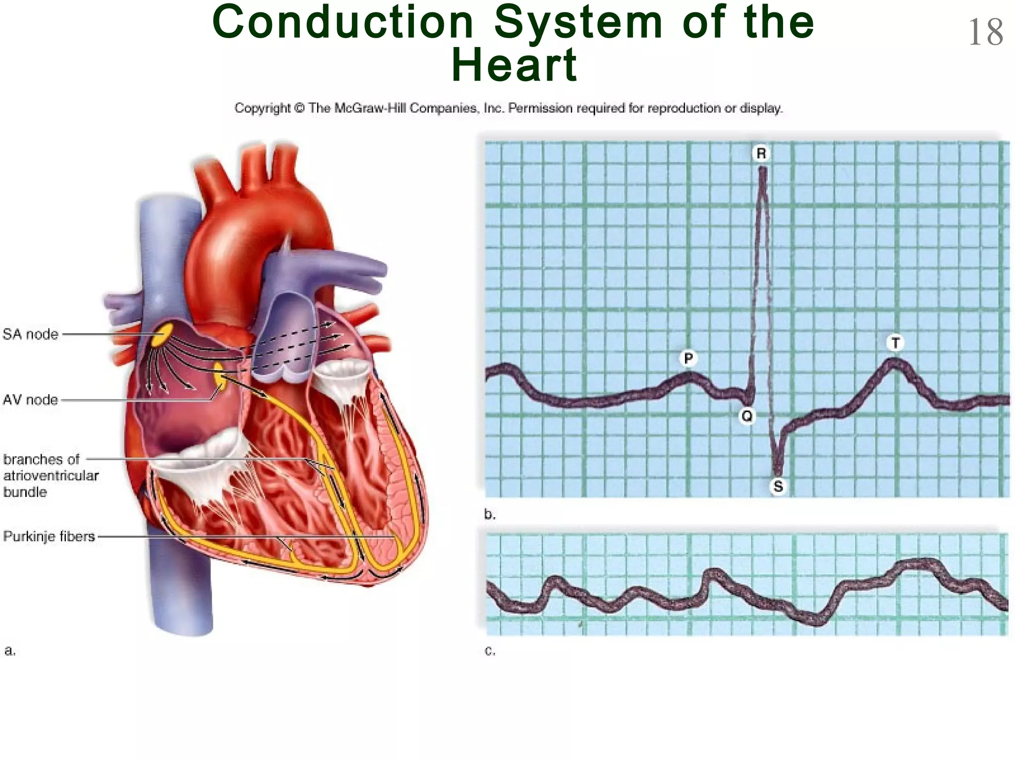 18Conduction System of the
Heart
 