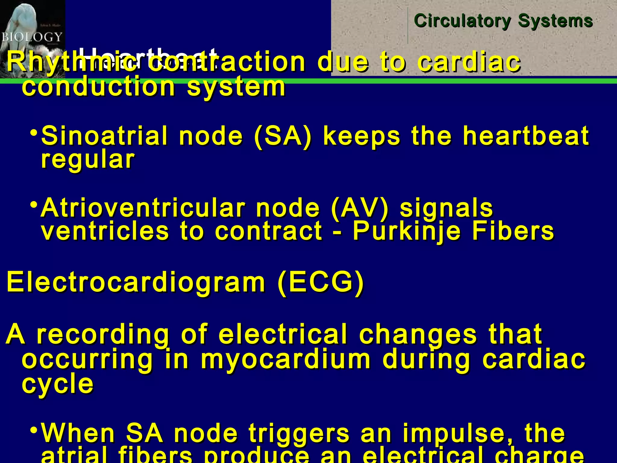 19
Circulatory SystemsCirculatory Systems
HeartbeatHeartbeatRhythmic contraction due to cardiacRhythmic contraction due to cardiac
conduction systemconduction system
Sinoatrial node (SA) keeps the heartbeatSinoatrial node (SA) keeps the heartbeat
regularregular
Atrioventricular node (AV) signalsAtrioventricular node (AV) signals
ventricles to contract - Purkinje Fibersventricles to contract - Purkinje Fibers
Electrocardiogram (ECG)Electrocardiogram (ECG)
A recording of electrical changes thatA recording of electrical changes that
occurring in myocardium during cardiacoccurring in myocardium during cardiac
cyclecycle
When SA node triggers an impulse, theWhen SA node triggers an impulse, the
 