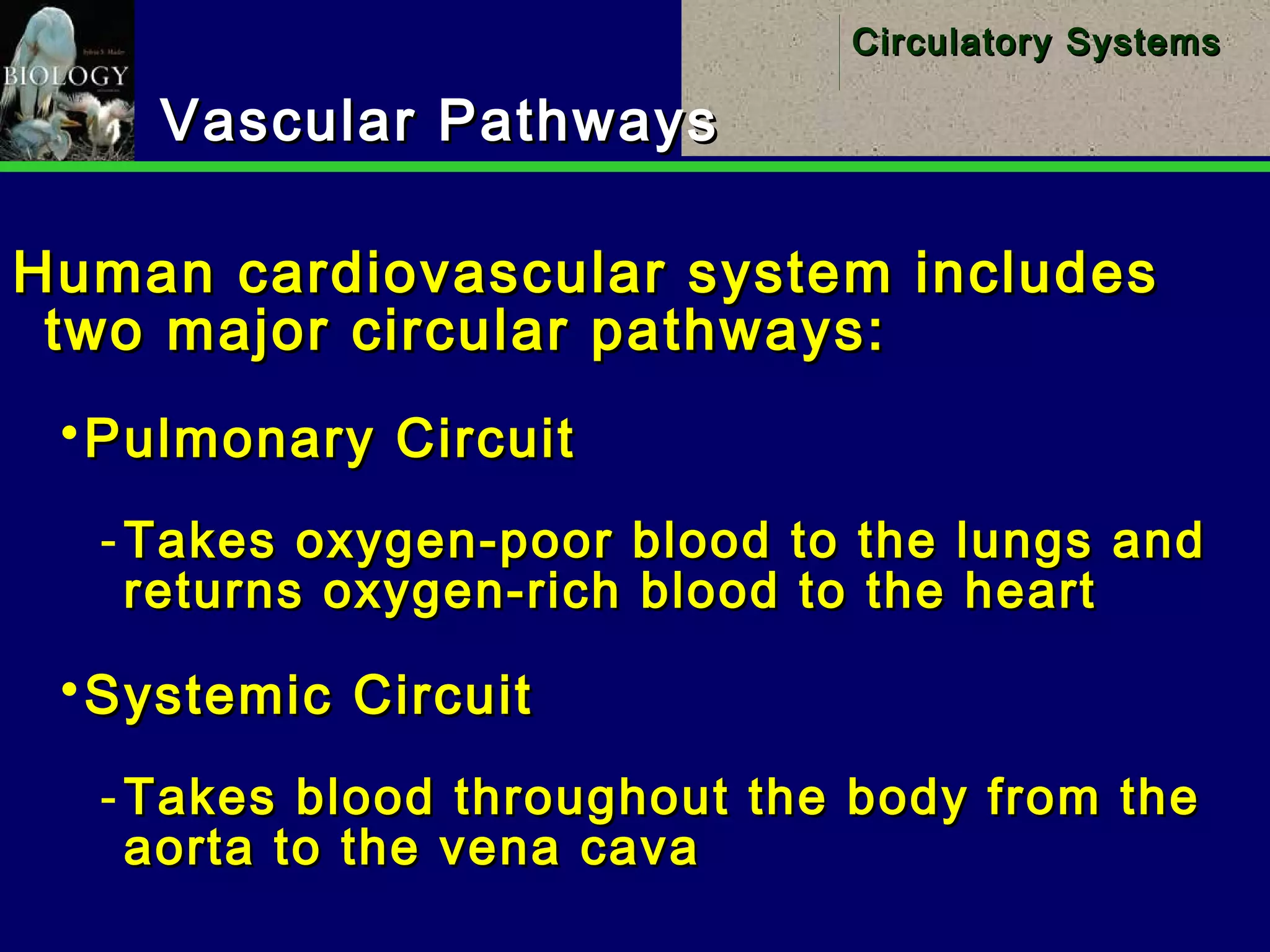 20
Circulatory SystemsCirculatory Systems
Vascular PathwaysVascular Pathways
Human cardiovascular system includesHuman cardiovascular system includes
two major circular pathways:two major circular pathways:
Pulmonary CircuitPulmonary Circuit
­ Takes oxygen-poor blood to the lungs andTakes oxygen-poor blood to the lungs and
returns oxygen-rich blood to the heartreturns oxygen-rich blood to the heart
Systemic CircuitSystemic Circuit
­ Takes blood throughout the body from theTakes blood throughout the body from the
aorta to the vena cavaaorta to the vena cava
 
