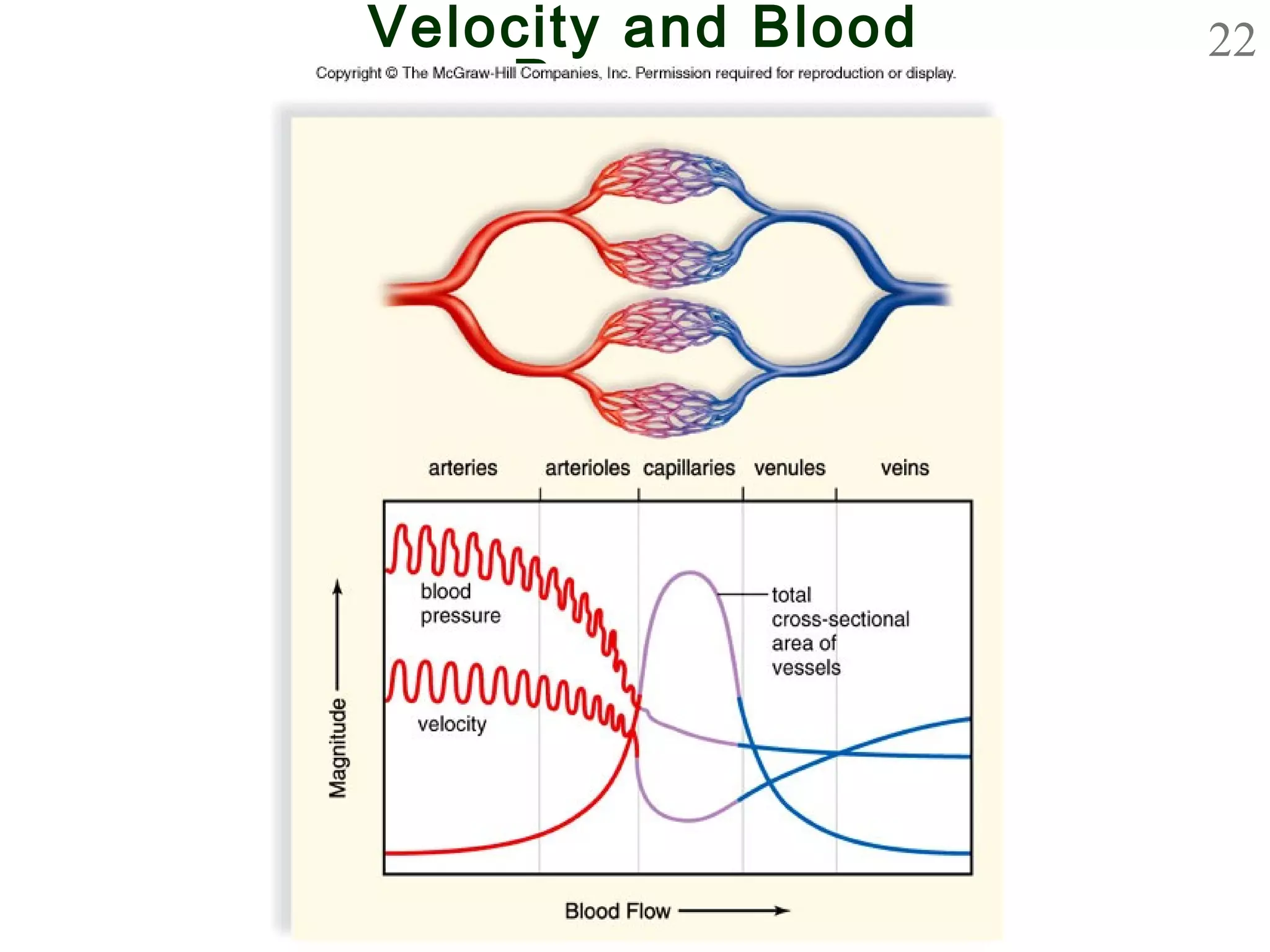 22Velocity and Blood
Pressure
 