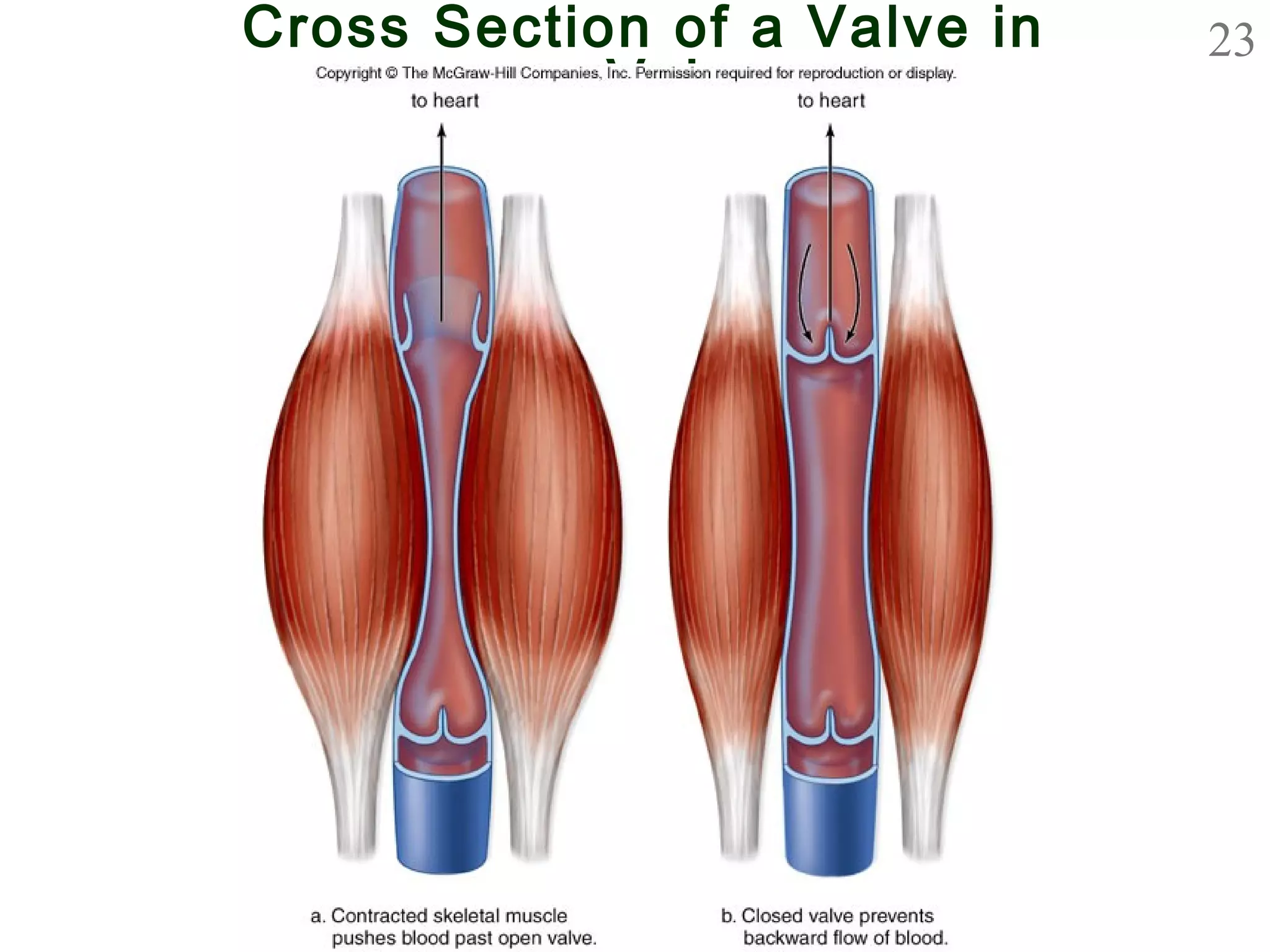 23Cross Section of a Valve in
a Vein
 