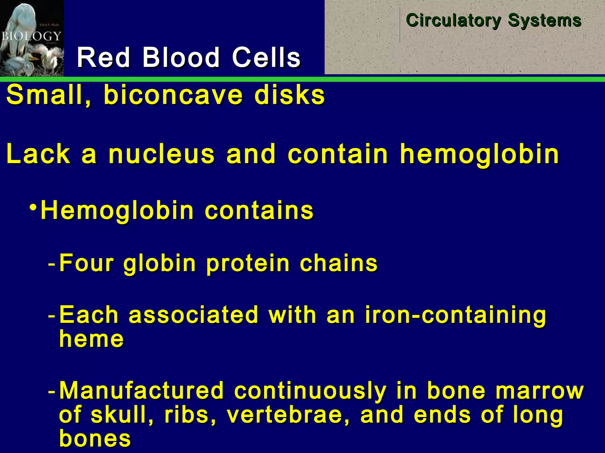 27
Circulatory SystemsCirculatory Systems
Red Blood CellsRed Blood Cells
Small, biconcave disksSmall, biconcave disks
Lack a nucleus and contain hemoglobinLack a nucleus and contain hemoglobin
Hemoglobin containsHemoglobin contains
­ Four globin protein chainsFour globin protein chains
­ Each associated with an iron-containingEach associated with an iron-containing
hemeheme
­ Manufactured continuously in bone marrowManufactured continuously in bone marrow
of skull, ribs, vertebrae, and ends of longof skull, ribs, vertebrae, and ends of long
bonesbones
 