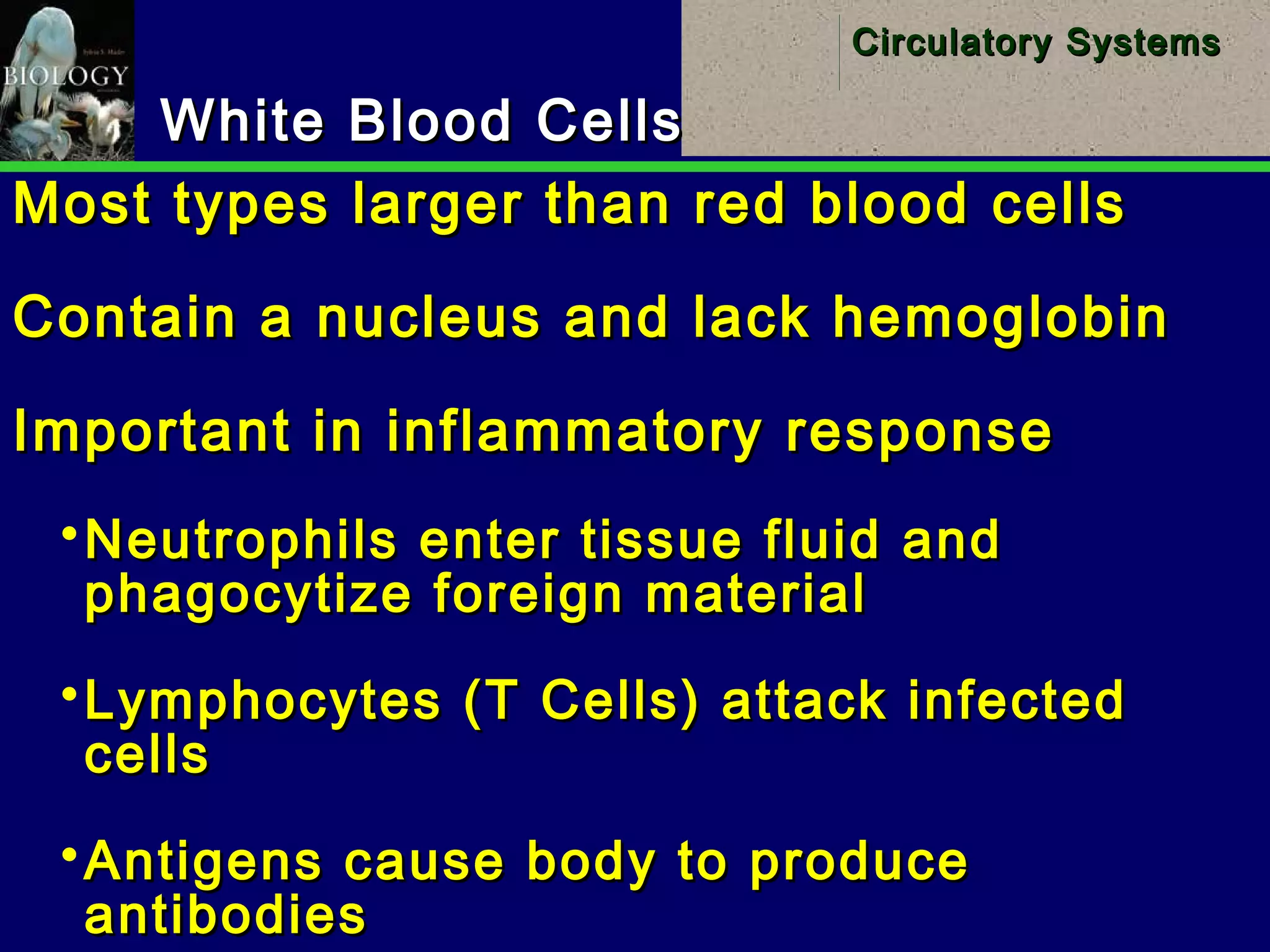 28
Circulatory SystemsCirculatory Systems
White Blood CellsWhite Blood Cells
Most types larger than red blood cellsMost types larger than red blood cells
Contain a nucleus and lack hemoglobinContain a nucleus and lack hemoglobin
Important in inflammatory responseImportant in inflammatory response
Neutrophils enter tissue fluid andNeutrophils enter tissue fluid and
phagocytize foreign materialphagocytize foreign material
Lymphocytes (T Cells) attack infectedLymphocytes (T Cells) attack infected
cellscells
Antigens cause body to produceAntigens cause body to produce
antibodiesantibodies
 