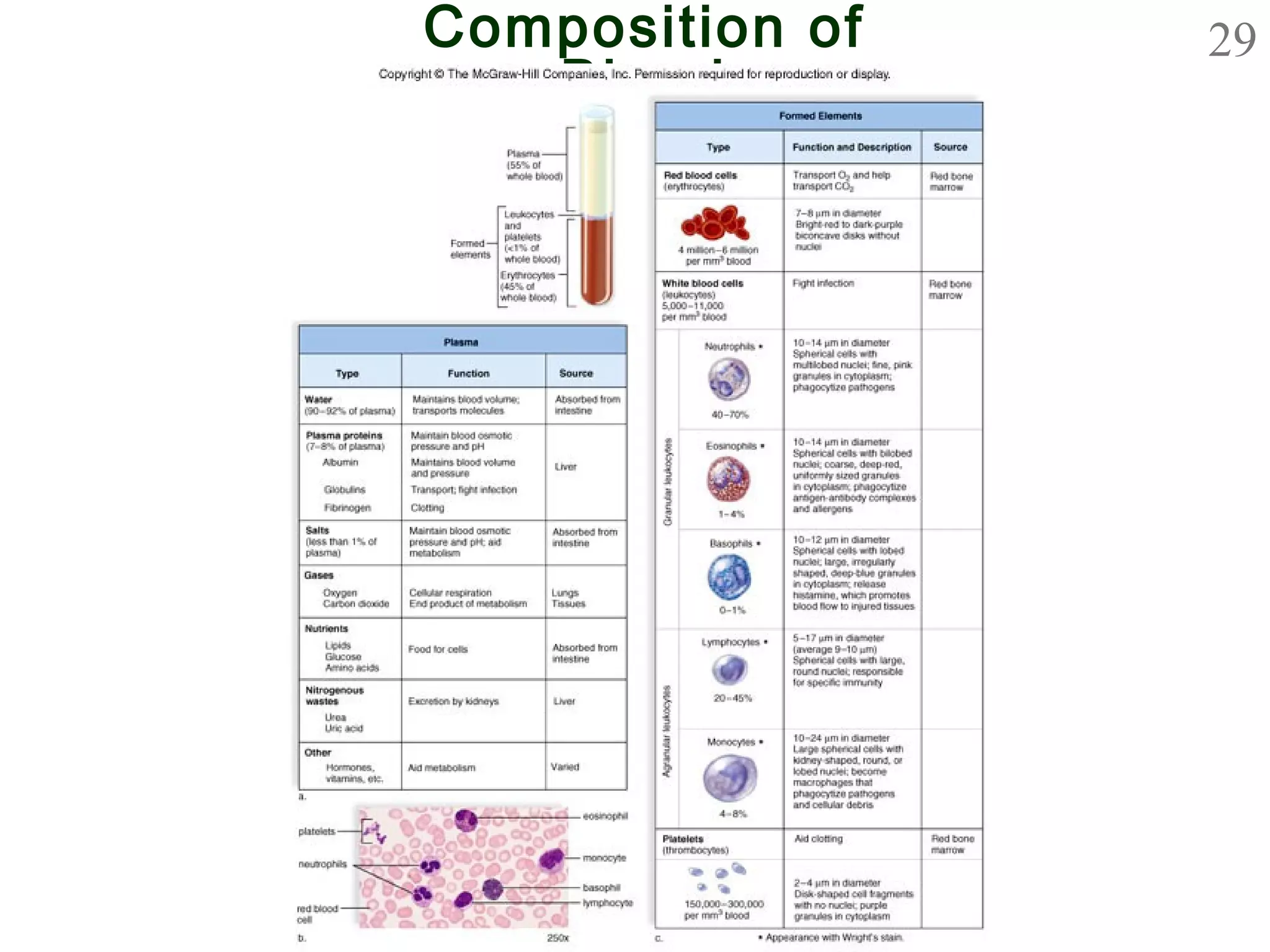 29Composition of
Blood
 