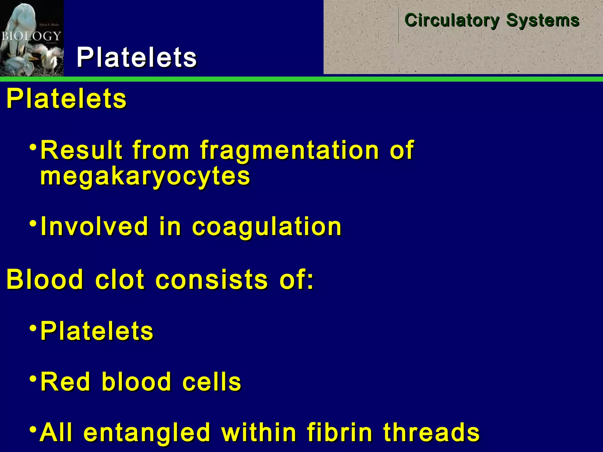 30
Circulatory SystemsCirculatory Systems
PlateletsPlatelets
PlateletsPlatelets
Result from fragmentation ofResult from fragmentation of
megakaryocytesmegakaryocytes
Involved in coagulationInvolved in coagulation
Blood clot consists of:Blood clot consists of:
PlateletsPlatelets
Red blood cellsRed blood cells
All entangled within fibrin threadsAll entangled within fibrin threads
 