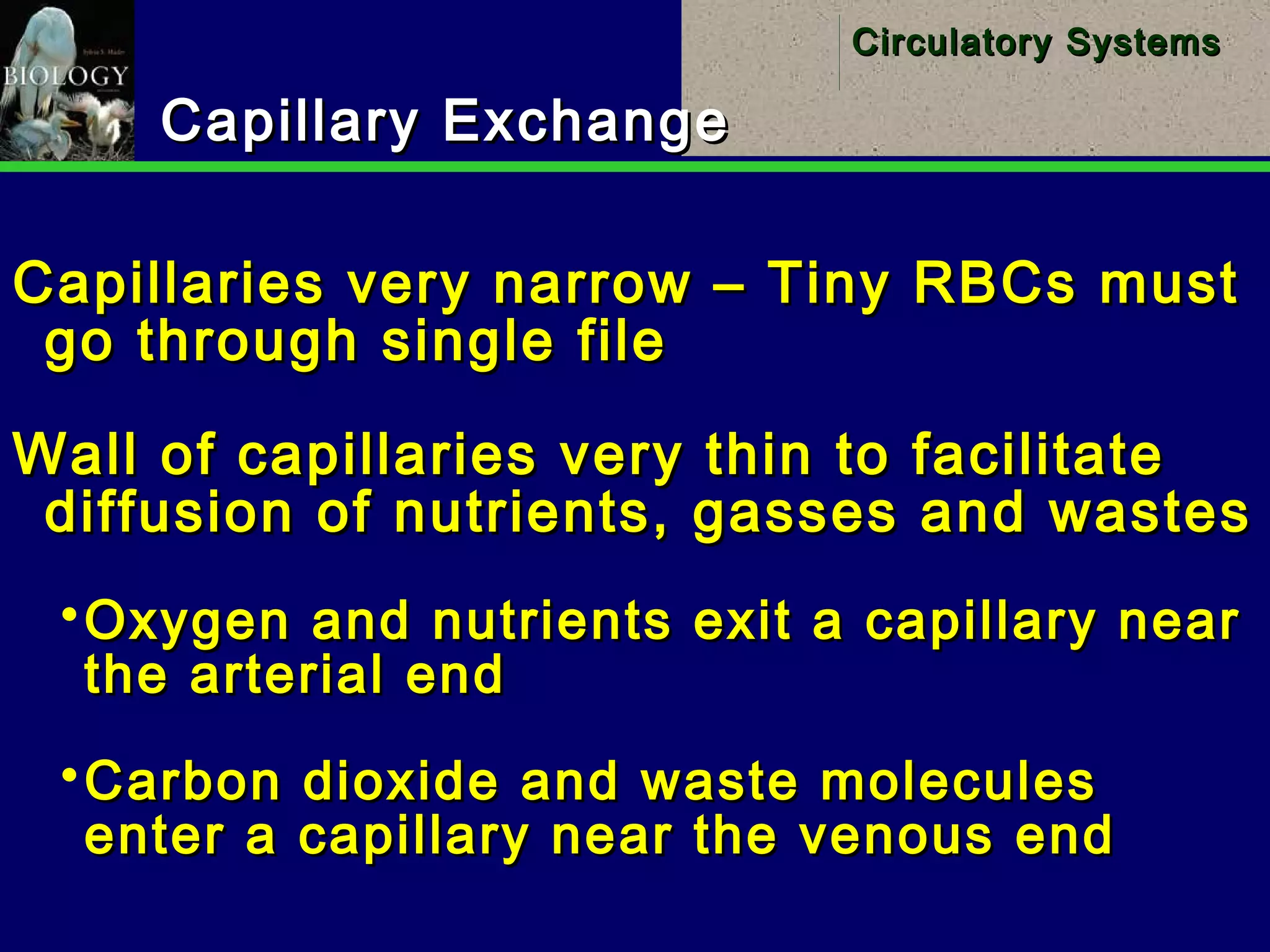 32
Circulatory SystemsCirculatory Systems
Capillary ExchangeCapillary Exchange
Capillaries very narrow – Tiny RBCs mustCapillaries very narrow – Tiny RBCs must
go through single filego through single file
Wall of capillaries very thin to facilitateWall of capillaries very thin to facilitate
diffusion of nutrients, gasses and wastesdiffusion of nutrients, gasses and wastes
Oxygen and nutrients exit a capillary nearOxygen and nutrients exit a capillary near
the arterial endthe arterial end
Carbon dioxide and waste moleculesCarbon dioxide and waste molecules
enter a capillary near the venous endenter a capillary near the venous end
 