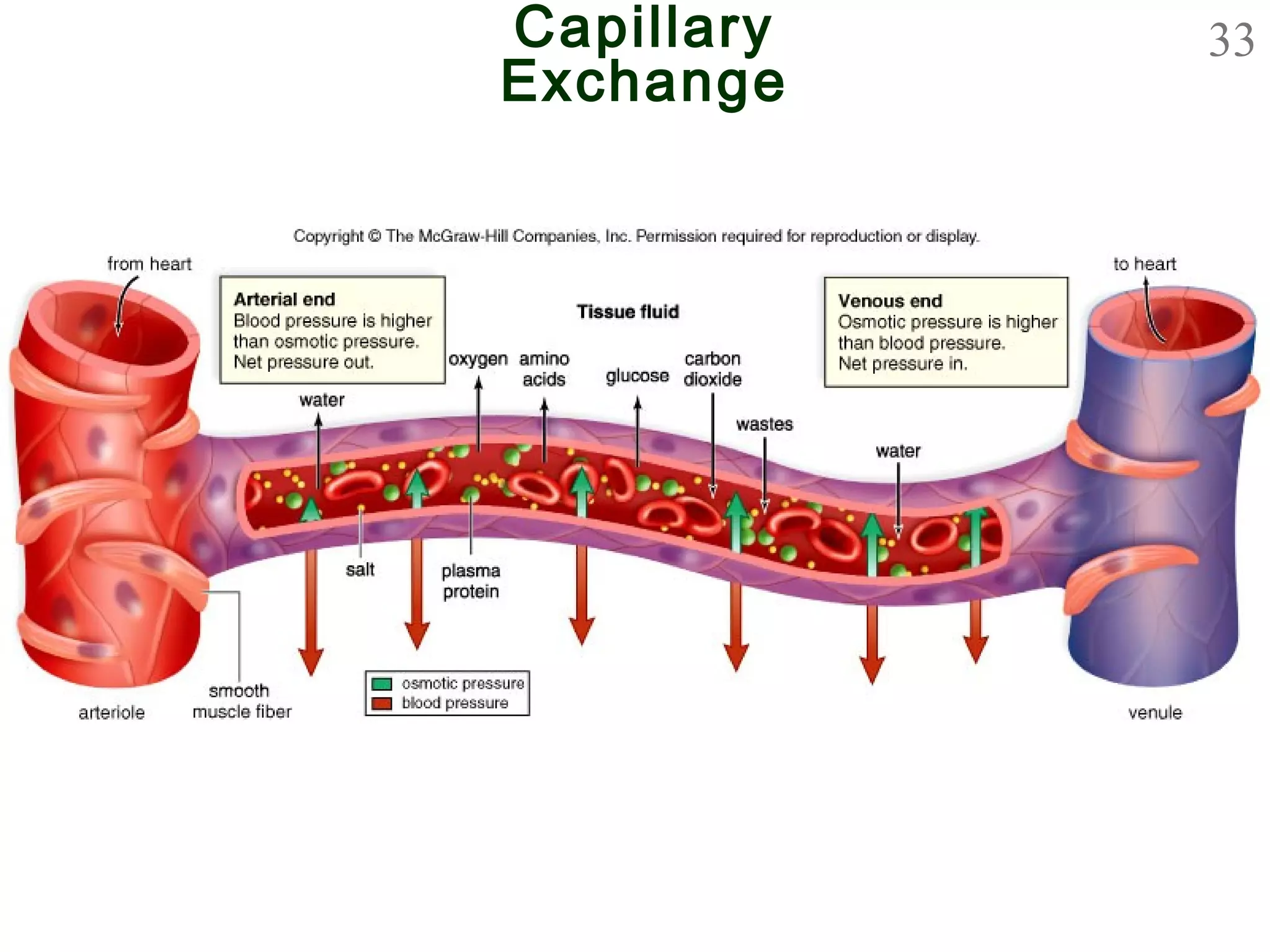 33Capillary
Exchange
 