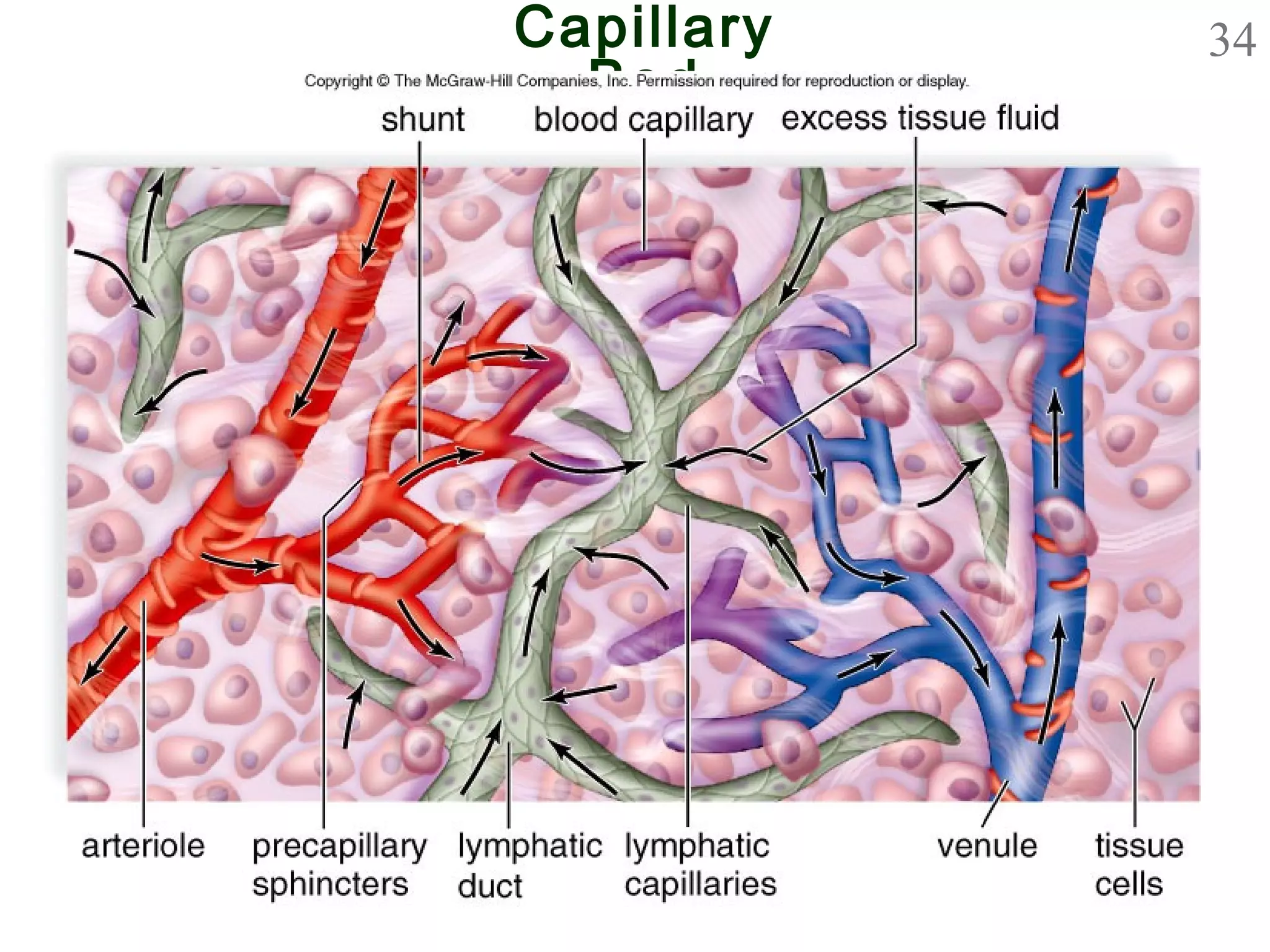 34Capillary
Bed
 
