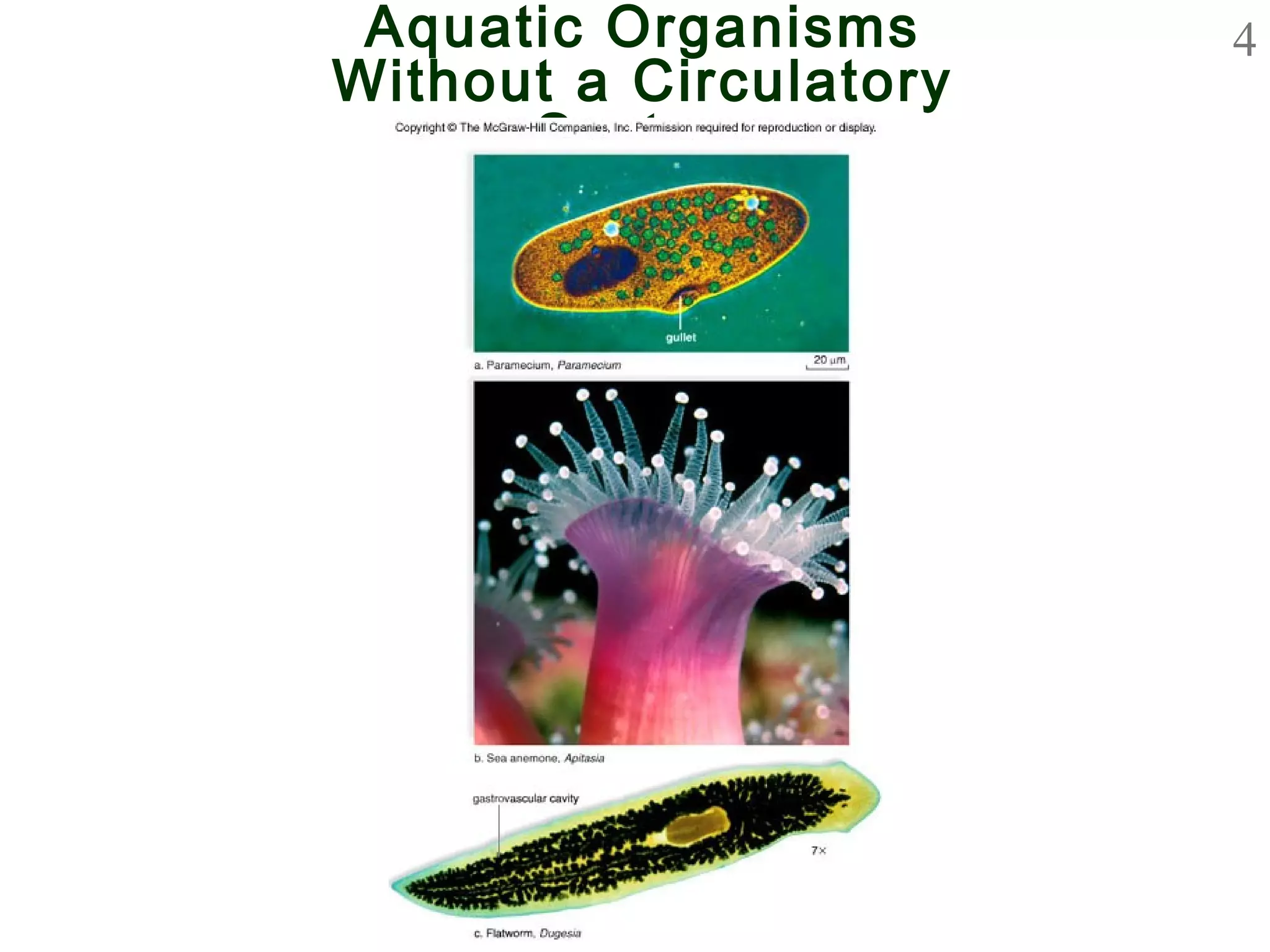 4Aquatic Organisms
Without a Circulatory
System
 