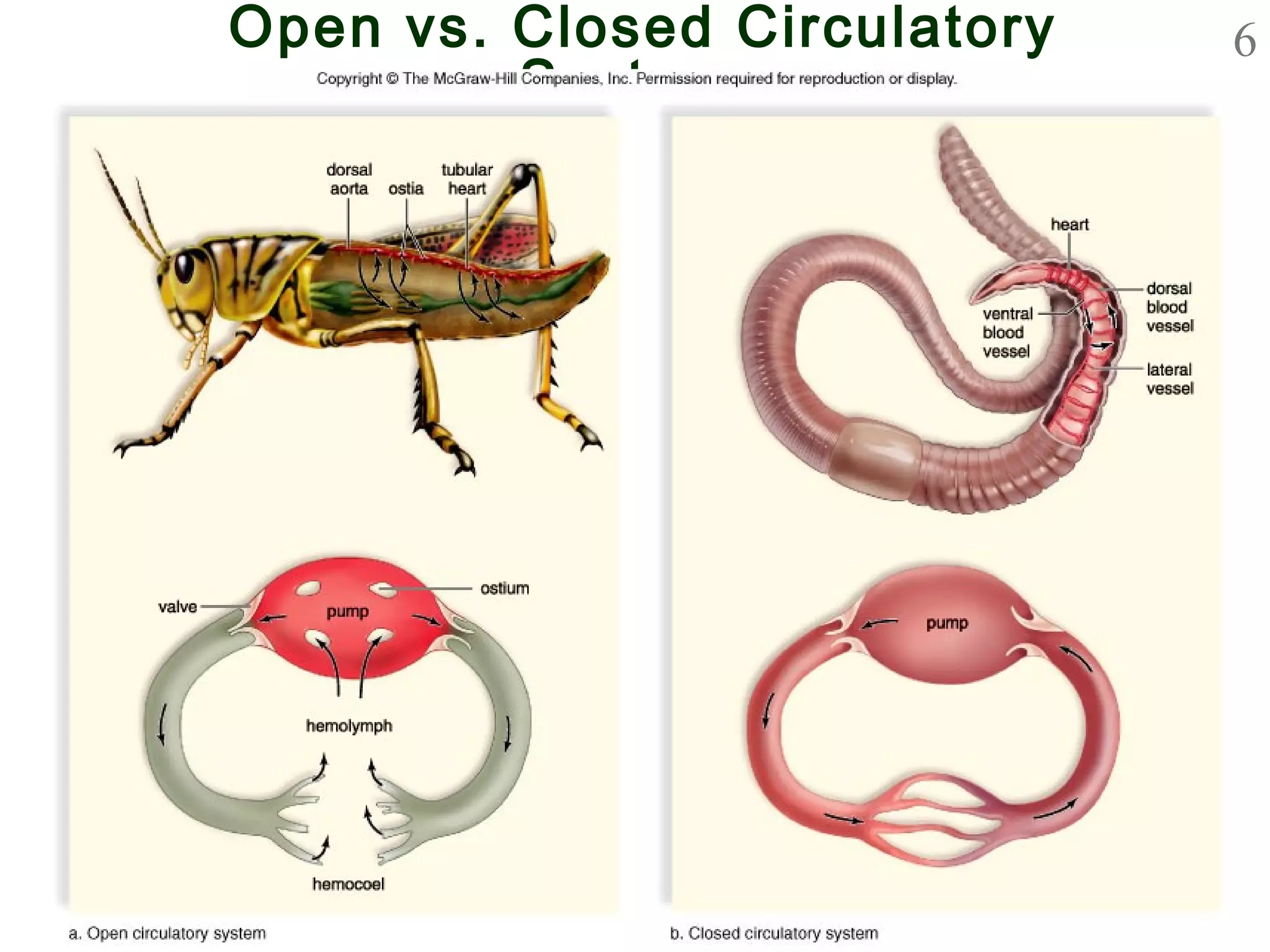 6Open vs. Closed Circulatory
Systems
 
