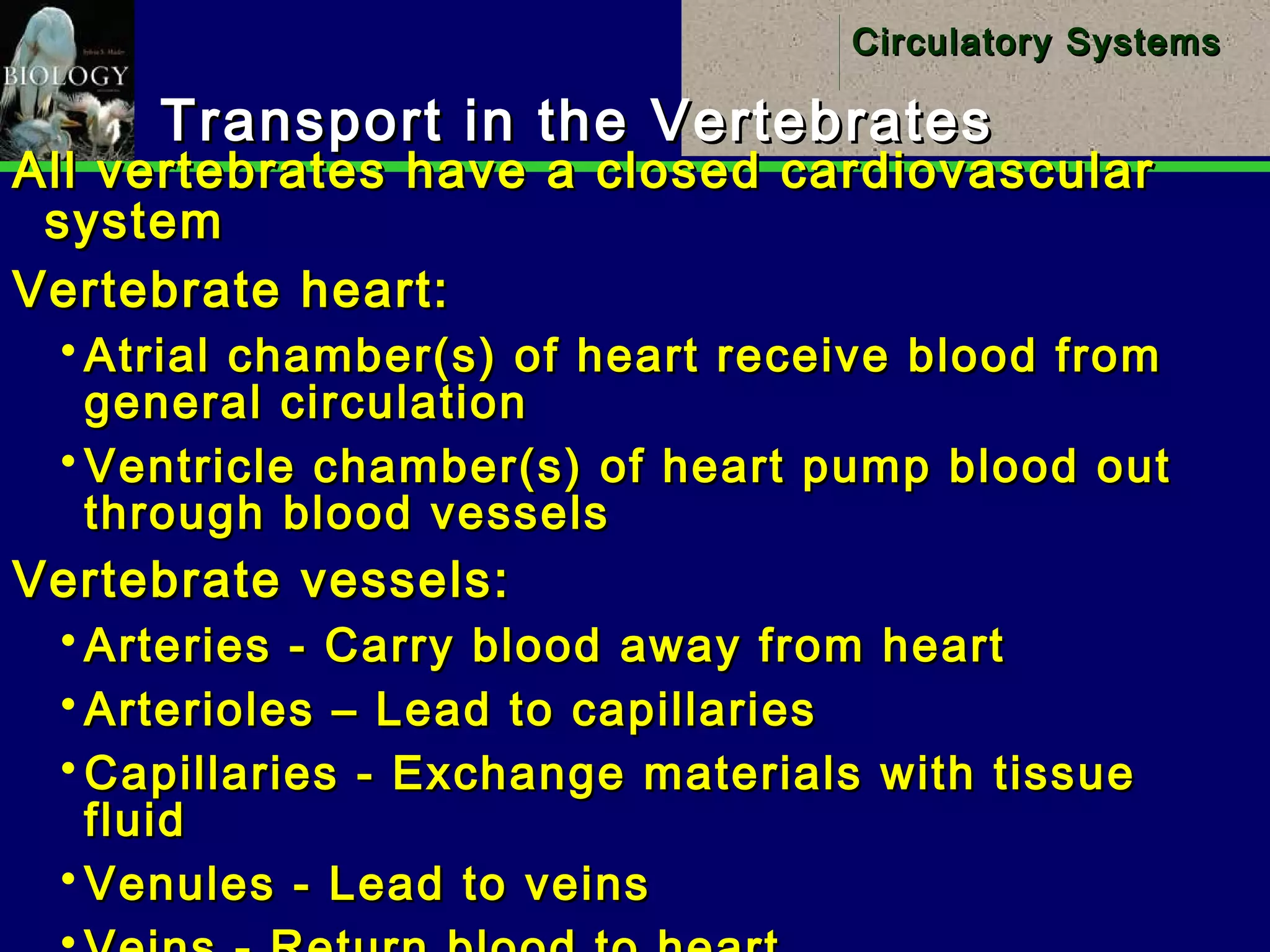 7
Circulatory SystemsCirculatory Systems
Transport in the VertebratesTransport in the Vertebrates
All vertebrates have a closed cardiovascularAll vertebrates have a closed cardiovascular
systemsystem
Vertebrate heart:Vertebrate heart:
 Atrial chamber(s) of heart receive blood fromAtrial chamber(s) of heart receive blood from
general circulationgeneral circulation
 Ventricle chamber(s) of heart pump blood outVentricle chamber(s) of heart pump blood out
through blood vesselsthrough blood vessels
Vertebrate vessels:Vertebrate vessels:
 Arteries - Carry blood away from heartArteries - Carry blood away from heart
 Arterioles – Lead to capillariesArterioles – Lead to capillaries
 Capillaries - Exchange materials with tissueCapillaries - Exchange materials with tissue
fluidfluid
 Venules - Lead to veinsVenules - Lead to veins
 