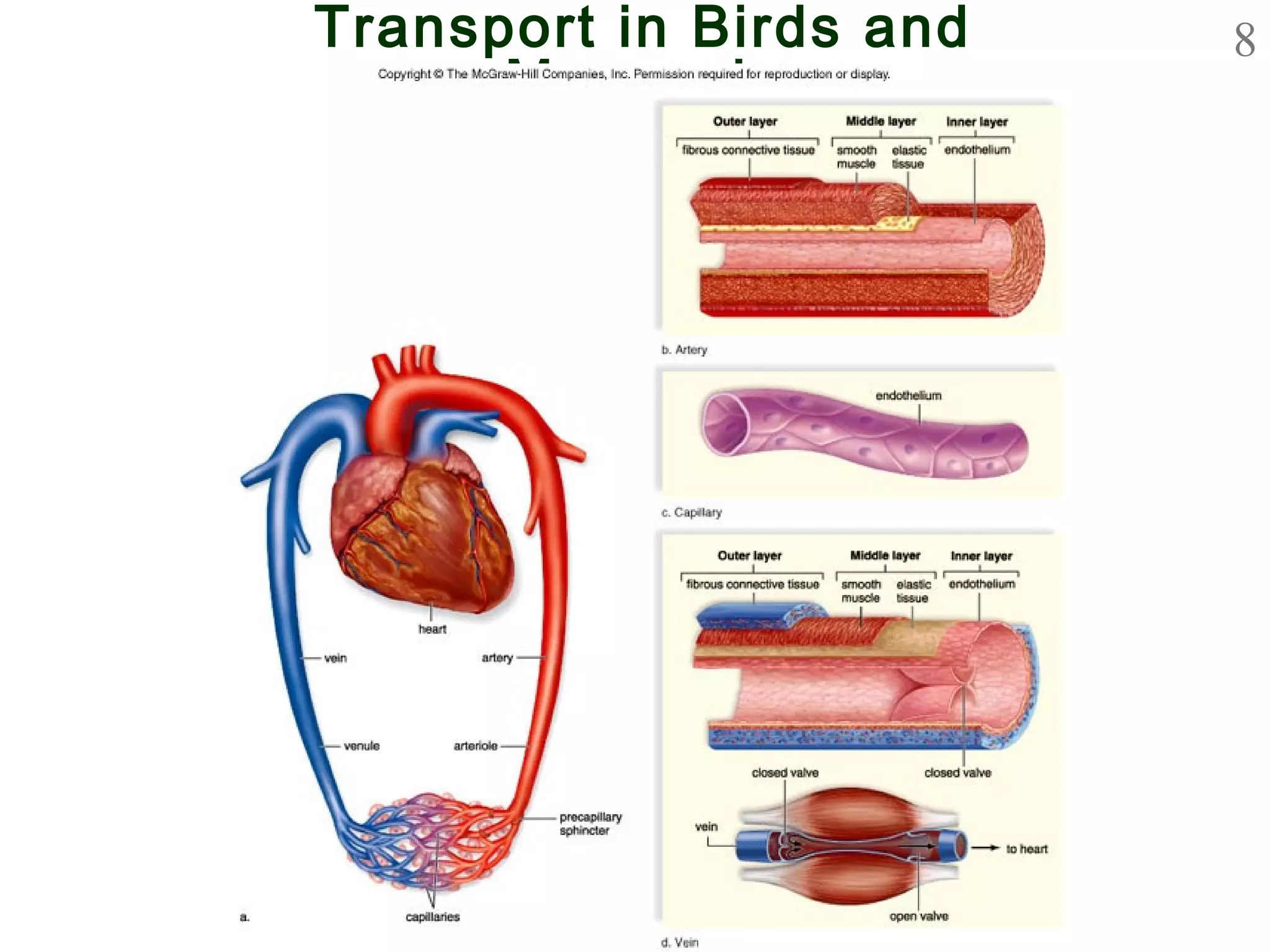 8Transport in Birds and
Mammals
 