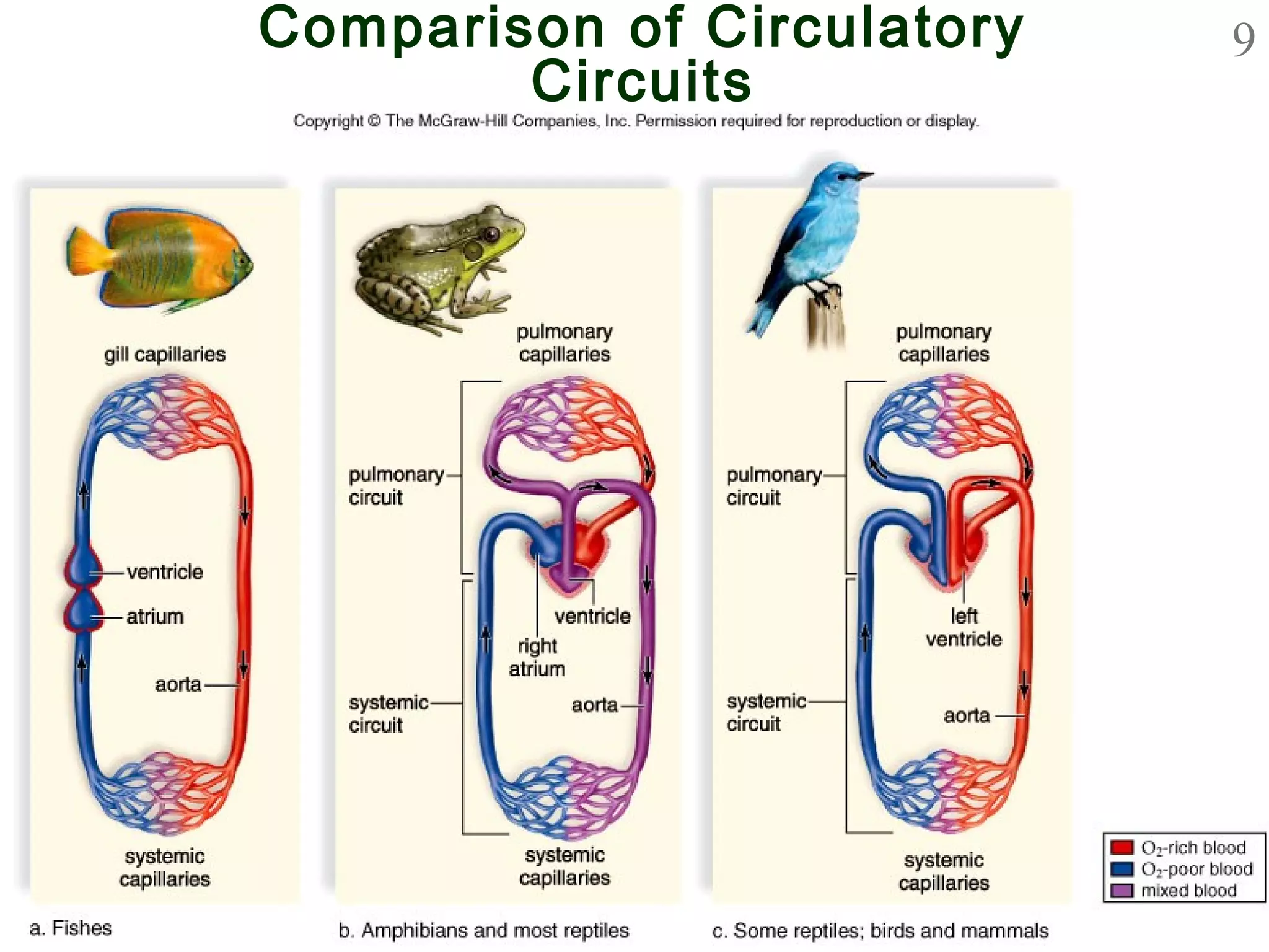 9Comparison of Circulatory
Circuits
in Vertebrates
 