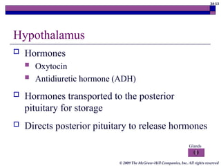 34-13
© 2009 The McGraw-Hill Companies, Inc. All rights reserved
Hypothalamus
 Hormones
 Oxytocin
 Antidiuretic hormone (ADH)
 Hormones transported to the posterior
pituitary for storage
 Directs posterior pituitary to release hormones
Glands
 