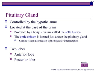 34-14
© 2009 The McGraw-Hill Companies, Inc. All rights reserved
 Controlled by the hypothalamus
 Located at the base of the brain
 Protected by a bony structure called the sella turcica
 The optic chiasm is located just above the pituitary gland
 Carries visual information to the brain for interpretation
 Two lobes
 Anterior lobe
 Posterior lobe
Pituitary Gland
Glands
 