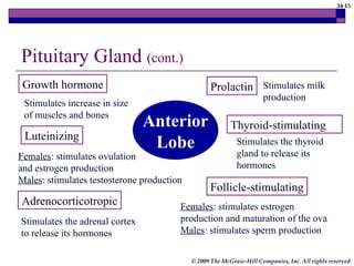 34-15
© 2009 The McGraw-Hill Companies, Inc. All rights reserved
Anterior
Lobe
Growth hormone Prolactin
Adrenocorticotropic
Thyroid-stimulating
Follicle-stimulating
Luteinizing
Stimulates milk
production
Stimulates the adrenal cortex
to release its hormones
Stimulates the thyroid
gland to release its
hormones
Females: stimulates estrogen
production and maturation of the ova
Males: stimulates sperm production
Females: stimulates ovulation
and estrogen production
Males: stimulates testosterone production
Pituitary Gland (cont.)
Stimulates increase in size
of muscles and bones
 