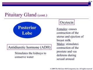34-16
© 2009 The McGraw-Hill Companies, Inc. All rights reserved
Posterior
Lobe
Antidiuretic hormone (ADH)
Oxytocin
Stimulates the kidneys to
conserve water
Females: causes
contraction of the
uterus and ejection of
breast milk
Males: stimulates
contraction of the
prostate and vas
deferens during
sexual arousal
Pituitary Gland (cont.)
 