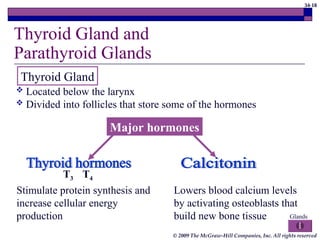 34-18
© 2009 The McGraw-Hill Companies, Inc. All rights reserved
T3 T4
Thyroid Gland and
Parathyroid Glands
Thyroid Gland
 Located below the larynx
 Divided into follicles that store some of the hormones
Major hormones
Stimulate protein synthesis and
increase cellular energy
production
Lowers blood calcium levels
by activating osteoblasts that
build new bone tissue Glands
 