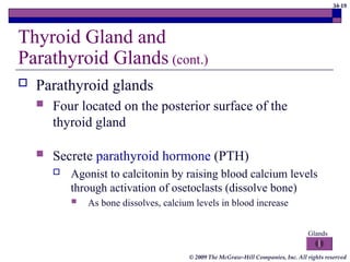 34-19
© 2009 The McGraw-Hill Companies, Inc. All rights reserved
Thyroid Gland and
Parathyroid Glands (cont.)
 Parathyroid glands
 Four located on the posterior surface of the
thyroid gland
 Secrete parathyroid hormone (PTH)
 Agonist to calcitonin by raising blood calcium levels
through activation of osetoclasts (dissolve bone)
 As bone dissolves, calcium levels in blood increase
Glands
 