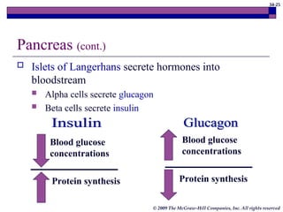 34-25
© 2009 The McGraw-Hill Companies, Inc. All rights reserved
Pancreas (cont.)
 Islets of Langerhans secrete hormones into
bloodstream
 Alpha cells secrete glucagon
 Beta cells secrete insulin
Blood glucose
concentrations
Protein synthesis
Blood glucose
concentrations
Protein synthesis
 