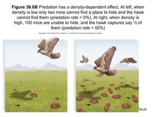 Figure 36.6B Predation has a density-dependent effect. At left, when
density is low only two mice cannot find a place to hide and the hawk
  cannot find them (predation rate = 0%). At right, when density is
 high, 100 mice are unable to hide, and the hawk captures say ½ of
                      them (predation rate = 50%)




                                                                  36-20
 