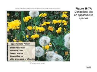Copyright © The McGraw-Hill Companies, Inc. Permission required for reproduction or display.    Figure 36.7A
                                                                                                      Dandelions are
                                                                                                      an opportunistic
                                                                                                          species




  Opportunistic Pattern

• Small individuals
• Short life span
• Fast to mature
• Many offspring
• Little or no care of offspring

                                      © Ted Levin/Animals Animals



                                                                                                                36-22
 