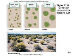 Copyright © The McGraw-Hill Companies, Inc. Permission required for reproduction or display.


    Young, small                                 Medium                                        Larger
      shrubs                                     shrubs                                        shrubs    Figure 36.2A 
                                                                                                           Distribution
                                                                                                         patterns of the
                                                                                                         creosote bush




Clumped                                Random                                        Uniform




                                                                                                                    36-6
Mature desert shrubs
                        (Bottom); © Richard Weymouth Brooks/Photo Researchers, Inc.
 