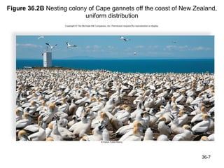 Figure 36.2B Nesting colony of Cape gannets off the coast of New Zealand,
                           uniform distribution




                                                                   36-7
 