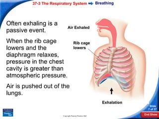 Chapter37.3 lungstructure&breathing | PPT